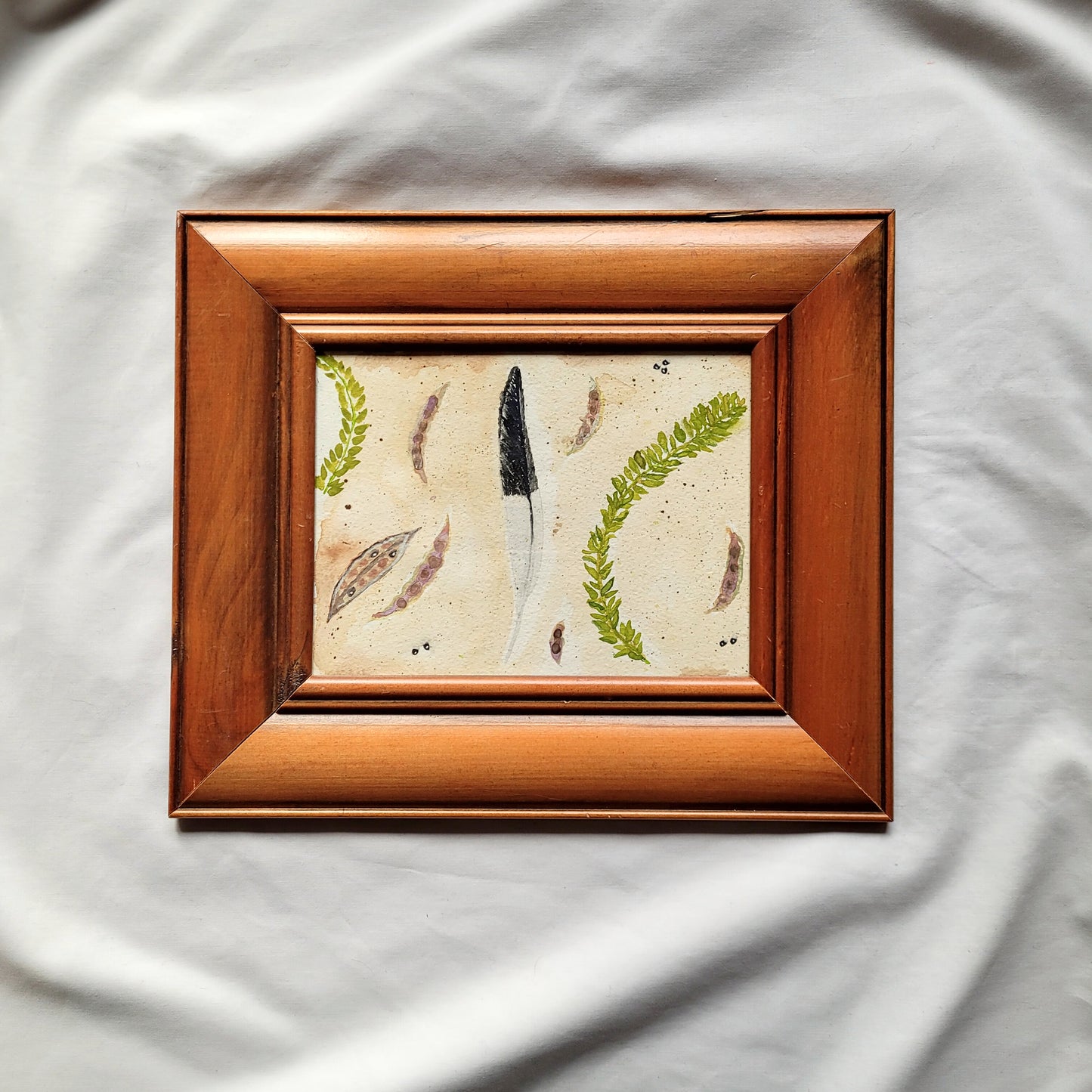 Currawong Feather & Wattle - Framed Original Artwork